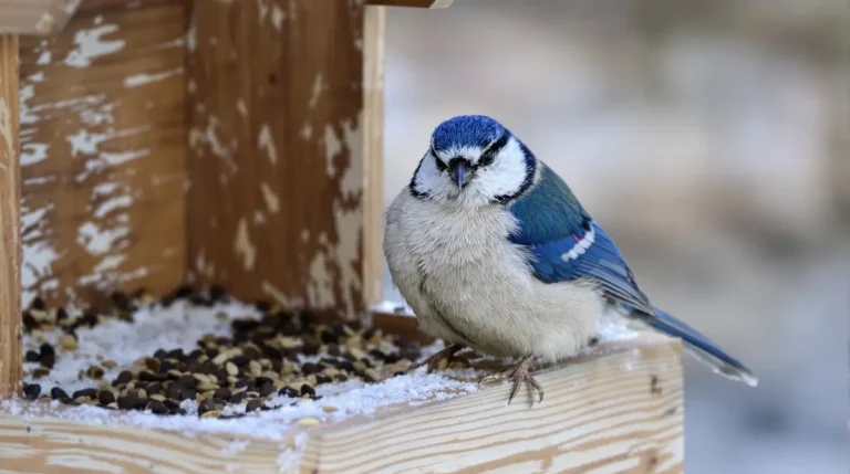 En mars, faut-il encore nourrir les oiseaux ? Les ornithologues confirment cette méthode simple