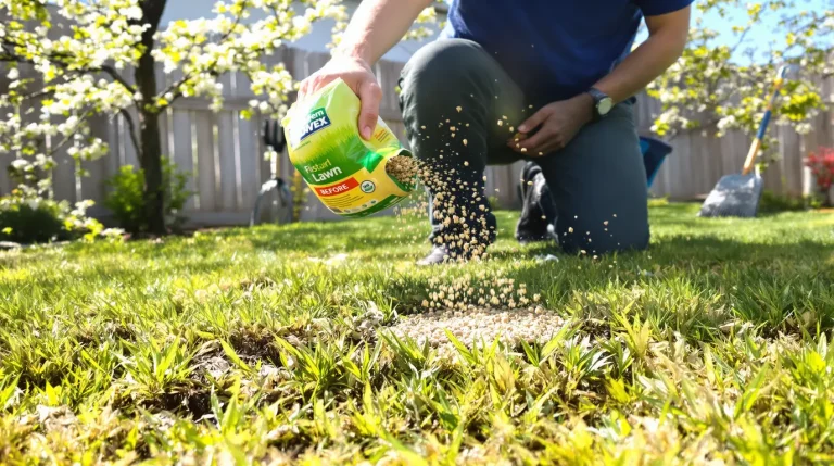 Quels engrais utiliser pour une belle pelouse au printemps ? La réponse simple pour bien démarrer