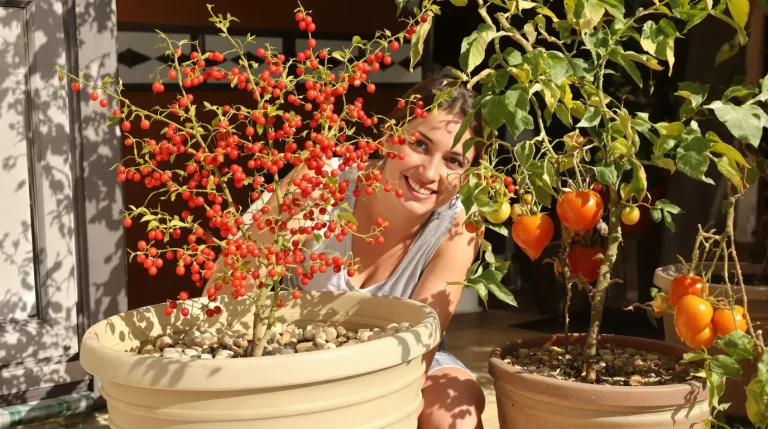 Adieu la tomate : pourquoi la baie de goji révolutionne votre potager cet été