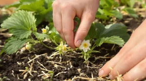 Ce geste fait mal au cœur, mais il est indispensable sur vos fraisiers la première année