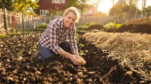 Ces 3 méthodes pour planter les pommes de terre s’adaptent à votre jardin et facilitent la culture