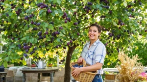 Cet arbre donne des fruits tout l’été, et pourtant très peu pensent à le planter au jardin