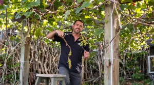 Fin mars, taillez ce fruitier grimpant : l’étape oubliée par 80 % des jardiniers ruine la récolte