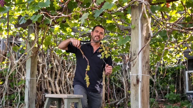 Fin mars, taillez ce fruitier grimpant : l’étape oubliée par 80 % des jardiniers ruine la récolte