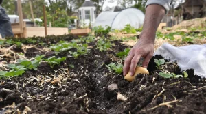 Jardinage : que faire au potager à la mi-avril ? Les gestes essentiels à ne pas oublier