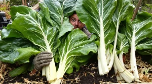 Les jardiniers amateurs ignorent ce légume que les maraîchers n’oublient jamais au potager