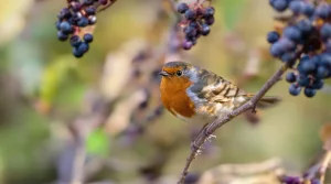 Les rouges-gorges ne quitteront plus votre jardin avec cet arbuste à baies très populaire, à une condition