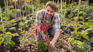 Potager : plantez cette fleur mellifère au début du printemps, elle évite la coulure l’été