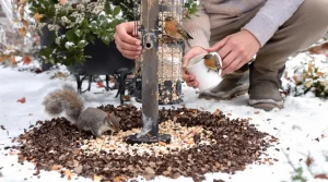 Pourquoi les jardiniers saupoudrent désormais du café sur les mangeoires à oiseaux