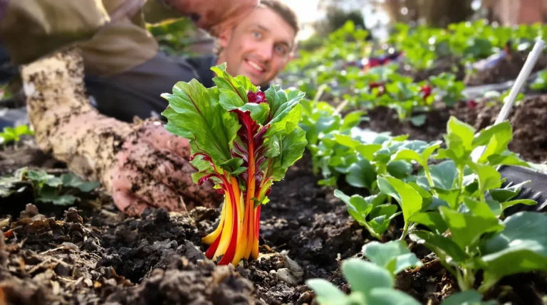 Pourquoi les maraîchers plantent ce légume en avril et pourquoi les jardiniers amateurs l’ignorent