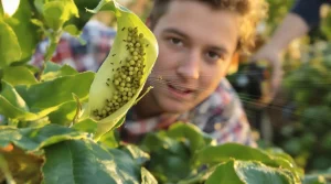 Pucerons au jardin : les gestes simples qui sauvent vraiment vos plantes ce printemps