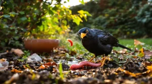 Quelle est la signification d’un merle dans votre jardin ? La vérité sur ce signe discret
