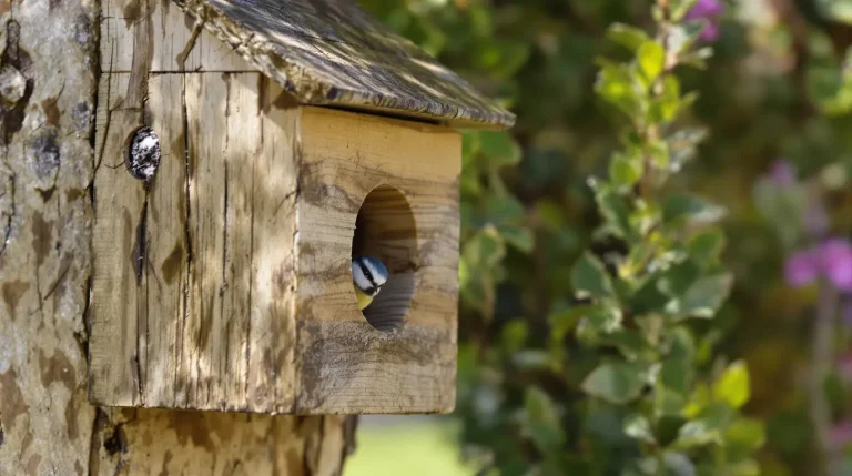 Si votre nichoir reste vide, c’est souvent à cause d’un détail que les mésanges refusent au jardin