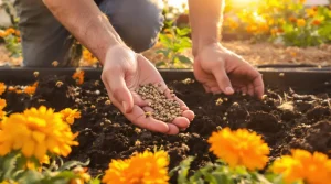 Si vous achetez encore des plants au printemps, semez plutôt cette fleur qui protège aussi le potager