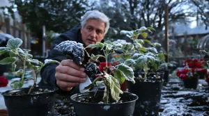 Après les Saints de Glace, tout le monde ressort ses plants : dans ces 4 régions, c’est encore trop tôt