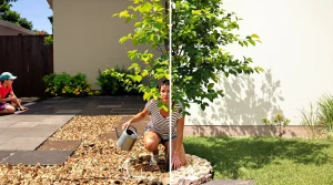 Canicule : planter des arbres contre la chaleur, oui, mais lesquels choisissent vraiment ?