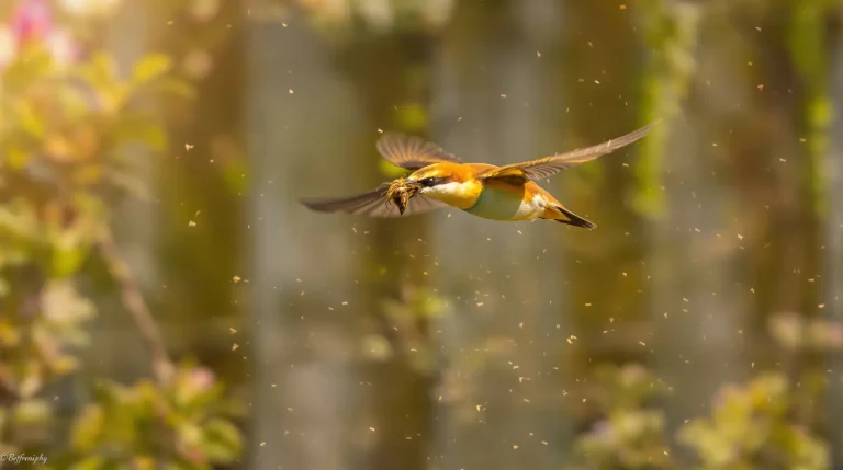Cet oiseau revient chaque printemps et élimine naturellement les frelons de votre jardin
