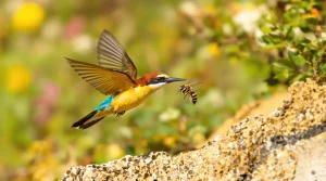 Cet oiseau revient chaque printemps et éloigne naturellement les frelons de votre jardin
