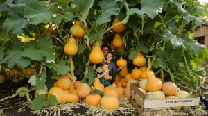 Combien de pieds de courges je plante pour nourrir une famille de 4 à 5 personnes ?