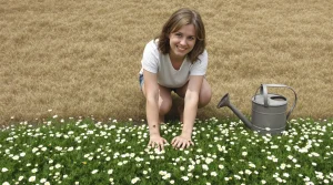 Fini la pelouse ! Ce qui envahit les jardins en 2026 est plus beau et sauve aussi les abeilles