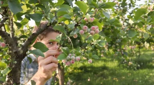 Fini les fruitiers qui lâchent leurs fruits avant l’été : ce geste de pépiniériste sauve la récolte