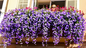 Fini les géraniums grillés au soleil : cette fleur en éventail cascade sans faner jusqu’en octobre