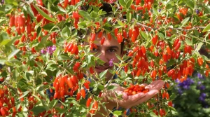 Fini les tomates : voici le petit fruit tendance que vous allez adorer cultiver au potager cet été