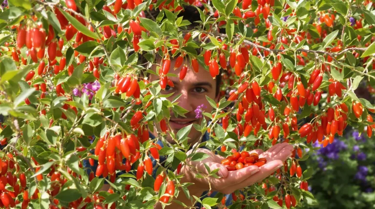 Fini les tomates : voici le petit fruit tendance que vous allez adorer cultiver au potager cet été Fini les tomates : voici le petit fruit tendance que vous allez adorer cultiver au potager cet été
