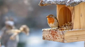 Février au jardin : cette épice à répandre sans tarder sauve vos oiseaux cet hiver 2026
