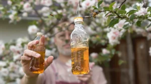 Idées reçues et fausses bonnes pratiques : comment lutter chez soi contre le frelon asiatique