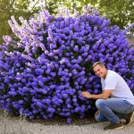 La plante de la semaine : venue de Californie, elle adore le soleil et couvre le jardin d’un bleu spectaculaire
