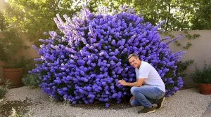 La plante de la semaine : venue de Californie, elle adore le soleil et couvre le jardin d’un bleu spectaculaire