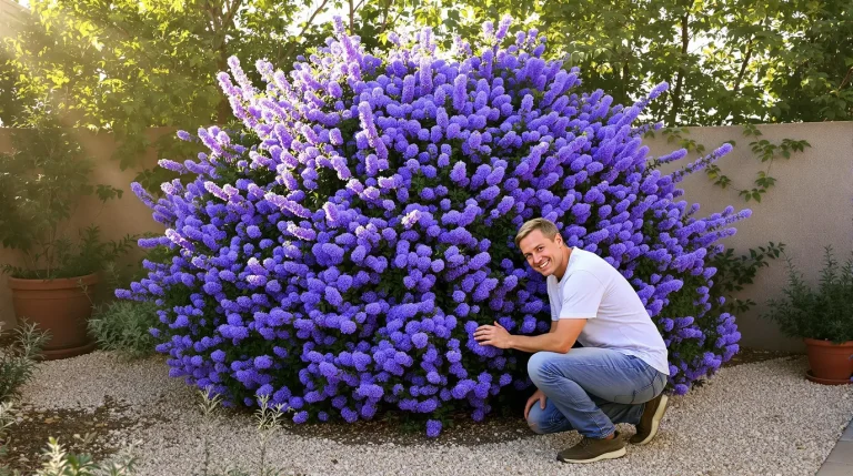 La plante de la semaine : venue de Californie, elle adore le soleil et couvre le jardin d’un bleu spectaculaire