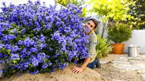 La plante de la semaine : venue de Californie, elle adore le soleil et pare le jardin d’un bleu éclatant
