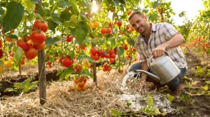 Les conseils des jardiniers pros : comment obtenir de belles tomates avec moins d’eau, même en chaleur