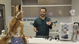 Les vétérinaires portugais invités à ne pas soigner les humains s’identifiant comme animaux