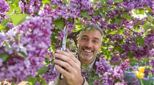 Mon lilas faisait trois grappes par an : j'ai enfin corrigé le geste raté depuis la plantation