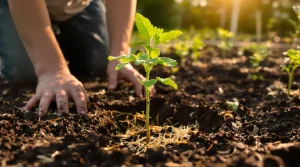 Où planter vos pieds de courgettes au jardin ? L’emplacement idéal pour une récolte généreuse