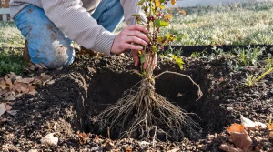 Plantez en février ce fruitier rustique : il donne des kilos de fruits rapidement, voici pourquoi