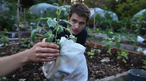 Saints de Glace : 5 erreurs fatales à éviter lors de vos premières plantations après les gelées