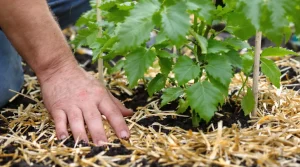 Tomates : ce geste naturel à faire au pied dès le printemps freine le mildiou et protège la récolte