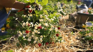 Vos fraisiers sont en fleurs : les gestes à faire maintenant pour une récolte abondante de fraises