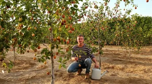Avec ses fruits doux et sa grande résistance à la chaleur, cet arbre séduit les jardiniers économes
