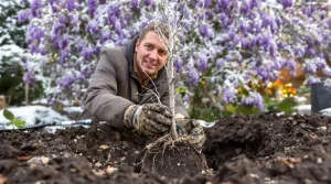 Ce buisson qu’adorent les pollinisateurs est à planter dès maintenant pour un festin au printemps