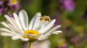 Ces mouches déguisées en guêpes et en abeilles envahissent nos jardins : voici ce qu’elles sont