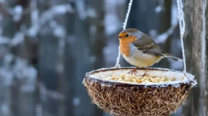 Cet aliment simple aide les oiseaux à survivre aux nuits les plus froides de l’hiver