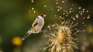 Chardonneret élégant dans mon jardin : quelle est sa signification en réalité ?