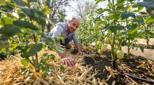 Cultiver ses légumes sans arroser : la vérité sur le potager autonome face aux chaleurs du printemps