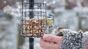En décembre, ce petit aliment du placard que les jardiniers oublient peut vraiment sauver les oiseaux du jardin