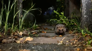 En juin, attirer cet adorable animal au jardin limite la présence des serpents, voici pourquoi